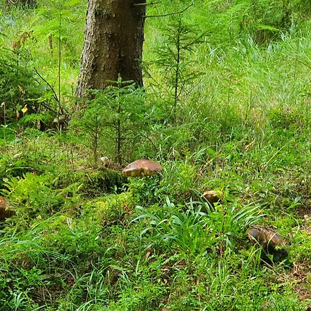 Bringfriede Muldenhammer